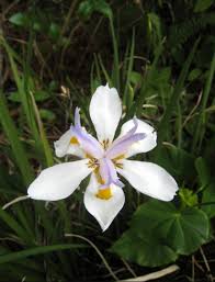 Image result for Dietes