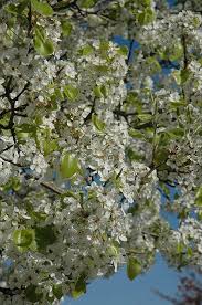 Image result for Pycreus permutatus