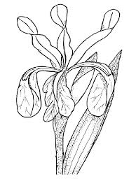 Mighty mike iris coloring pages / mighty mike the cat the dog and the phone boomerang uk youtube. Iris Flower Coloring Pages Download And Print Iris Flower Coloring Pages