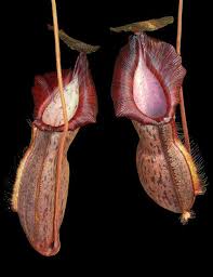 Image result for Nesaea spathulata