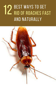 Get it before anyone else! 12 Best Ways To Get Rid Of Roaches Fast Ideahacks Com Getting Rid Of Roaches Pest Control Roaches How To Get Rid Of Roaches