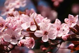 The festival was initiated in 1976 with a gift of 1,000 cherry trees given to seattle by takeo miki, the former prime minister of japan. Where To View Cherry Blossoms In Seattle