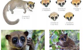 Unique to the island are more than 50 types of lemurs, 99 percent of its frog species. New Species Of Lemur Found On Madagascar