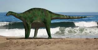 Image result for Dinophora