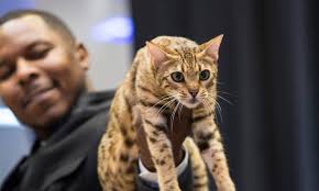 Cats in the Spotlight at Westminster Kennel Club Dog Show Event