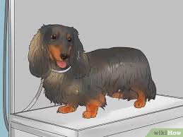 According to the akc, they are moderate shedders. 3 Ways To Groom A Longhair Dachshund Wikihow