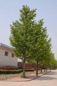 Plural ginkgoes), also known as the maidenhair tree, is a unique tree with no close living relatives. Ginkgo Biloba Ginkgo Maidenhair Tree North Carolina Extension Gardener Plant Toolbox