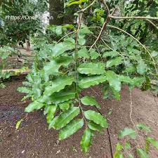 Image result for Putranjivaceae