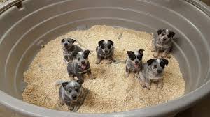 As their guardian, if you don't now, as a testament to their dalmatian ancestry, most australian cattle dog puppies are born white, and develop their distinctive patterns and colors. Blue Heeler Puppies For Sale