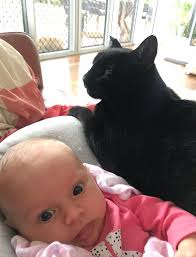 Hi I don't suppose anyone could point me in the direction of where I could  borrow a cat trap as my cats been missing but has been spotted but cannot  catch her