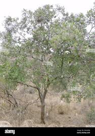 Image result for Philenoptera nelsii