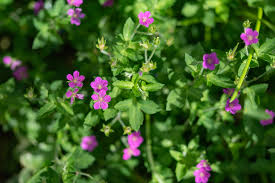 現の証拠：小さなピンクの花 - 光と風と薔薇と