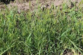 Image result for Setaria pseudaristata