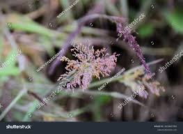 Image result for Melinis minutiflora