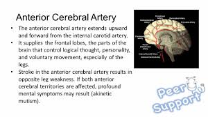 Anterior cerebral artery supplies most of cortex on the anterior medial surface of the brain, from the frontal to the anterior parietal lobes, usually including the medial sensorimotor cortex (i.e., the sensory cortex for the lower extremity). Blood Supply To The Brain Ppt Video Online Download