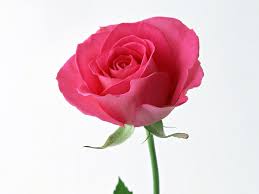 Valentine S Day Flowers Valentine Flower Imge Hd Valentine Flower Pic Hd Valentine Flower Beautiful Pink Roses Rose Beautiful Flowers Images