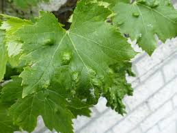 Image result for Colomerus vitis