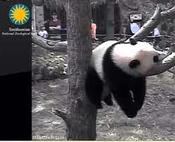 Hazy Hot And Humid Panda Style Smithsonian National Zoo Panda Cam July 2014 Save The Pandas Panda Bear Panda