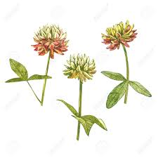 This herbal perennial in the pea family (fabaceae, also known as leguminosae) roots itself with a long. Watercolor Botanical Drawing Of The Meadow Pink Clover Trefoil Stock Photo Picture And Royalty Free Image Image 132415748