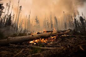 From breaking news stories and aerial video to reports and resources for residents, ctv news vancouver's wildfires microsite is our hub for the latest information on the 2019 season in british. What You Need To Know About B C S 2019 Wildfire Season So Far The Star