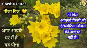 Image result for Cordia afra