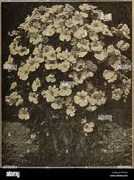 Image result for Nemesia lilacina