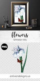 Do You Need Realistic Vintage Iris Flower Illustrations This Floral Clipart Is Great For Graphic Des Etsy Printable Art Flower Illustration Butterfly Clip Art