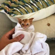 Ini adalah cara merawat anak kucing baru lahir yang efektif untuk menjaga kesehatan dan tumbuh kembangnya di masa mendatang. Kucing 101 5 Cara Memandikan Anak Kucing Dengan Benar