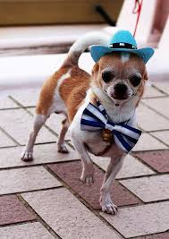 Seen On The Lover Bridge At Tamsui Taiwan This Chihuahua Was Literally Posing Chihuahua Chihuahua Lover Pictures Of Chihuahuas