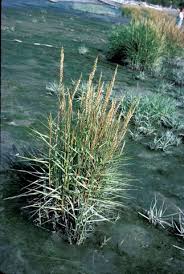 Image result for Cordia sp.A.