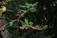 Image result for Monimiaceae