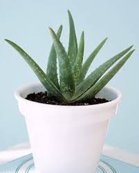 They're extremely low maintenance plants and caring for multiple the main problem for moon cactus is root rot which is a result of over watering. Sunburn Soothers Summer Health Guide 60 Days Of Summer Marthastewart Com Aloe Plant Care Aloe Plant Plant Care
