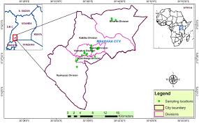 Image result for Crassocephalum picridifolium