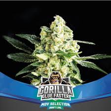 See more of the gorilla glue company on facebook. Gorilla Glue Faster Von Bsf Seeds Cannabis Sorten Infos