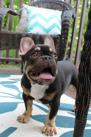 If you have any questions regarding our frenchies please don't hesitate to … Chocolate And Tan French Bulldog French Bulldog Puppies French Bulldog Tan French Bulldog