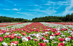 Please contact us if you want to publish a landscape wallpaper on our site. Royalty Free Photo Landscape Photography Of Red And White Flowers During Daytime Pickpik