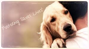 Super sad prelude of what puppy knows will be a roller coaster to come. Fosters Colorado Animal Care Foundation
