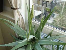 Tricks For Getting Your Indoor Aloe Vera Plant To Bloom World Of Succulents Aloe Vera Plant Aloe Plant Aloe Vera Plant Indoor