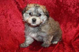 If you are looking for havanese puppies for sale in california or across the country. Havanese Available Puppies Tlc Puppy Love
