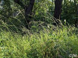 Image result for Pseudo Agrostistachys