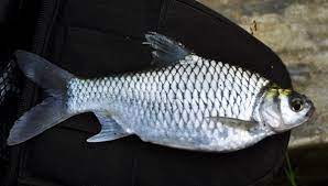 Maybe you would like to learn more about one of these? Inilah 25 Jenis Ikan Air Tawar Hias Dan Konsumsi