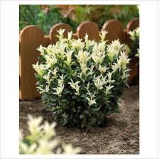 We did not find results for: 18 Shady Urban Entry Parking Strip Inspiration For Stephen Ideas Plants Shade Garden Shade Plants