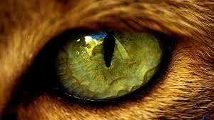 Wallpapers Wallpaper Pictures Resolution Eye Cat Desktop Lion Eyes Wild Eyes Eyes Wallpaper