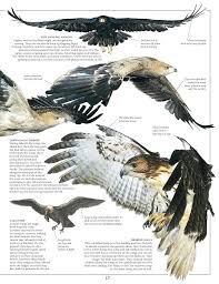 Eagle Birds Of Prey Raubvogel