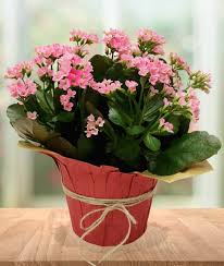 Image result for Kalanchoe