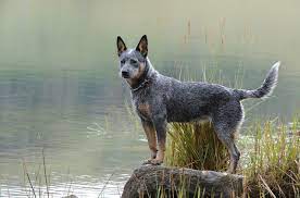 Australian Cattle Dog Information And Pictures Petguide