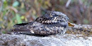 Nachtschwalbe — nachtschwalbe, ziegenmelker (caprimulgus), vogelgattung aus der ordnung der schwalbenartigen, ausgezeichnet durch den sehr kleinen schnabel und die weit gespaltene. Ziegenmelker Steckbrief Des Vogels