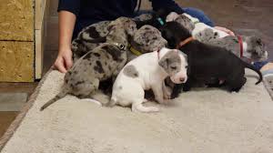 Our great danes are wonderful gentle giants, with great conformation and temperaments. 3 Week Old Great Dane Puppies Youtube