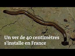 Un Ver De Terre De 40 Centimetres Pourrait Menacer L Ecosysteme Francais Youtube