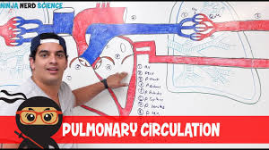 Circulatory System Pulmonary Circulation